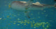 Whale Shark Wall Mural