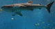 Whale Shark Wall Decal