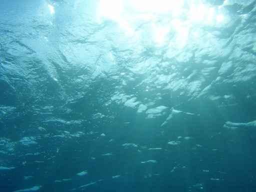 Underwater Wall Decal Design 1