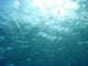 Underwater Wall Decal Design 1