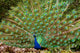 Peacocks Spain Wall Mural