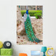Peacocks Spain