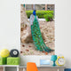 Peacocks Spain