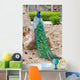 Peacocks Spain