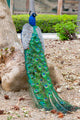 Peacocks Spain