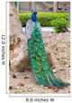 Peacocks Spain