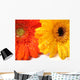 waterdrops on flowers Wall Mural