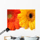 waterdrops on flowers Wall Mural