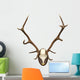 antlers of a huge stag, mounted on a wooden plate Wall Decal