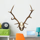 antlers of a huge stag, mounted on a wooden plate Wall Decal