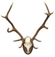 antlers of a huge stag, mounted on a wooden plate Wall Decal