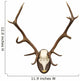 antlers of a huge stag, mounted on a wooden plate Wall Decal