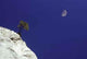 Leccio E Luna Wall Decal