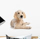 Puppy Golden Retriever Wall Decal