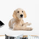 Puppy Golden Retriever Wall Decal
