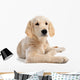 Puppy Golden Retriever Wall Decal