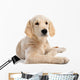 Puppy Golden Retriever Wall Decal