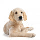 Puppy Golden Retriever Wall Decal