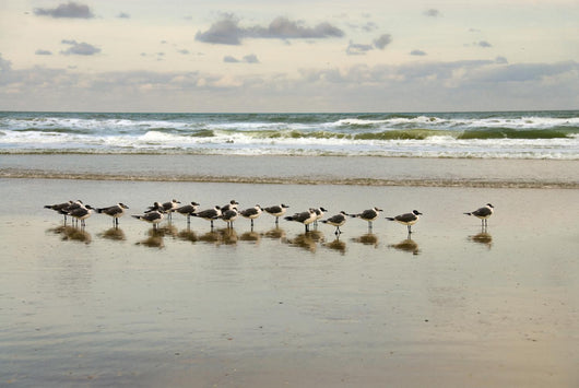 morning gulls Wall Mural