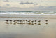 morning gulls Wall Mural
