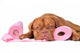Puppy with two rolls of toilet paper Wall Decal