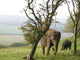 Elephants Wall Mural
