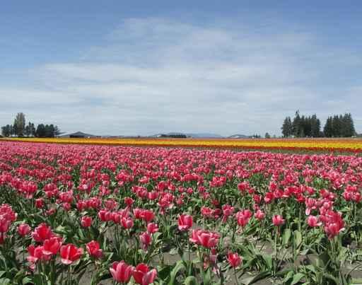 Tulip Field with Cloudy Wall Decal