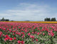 Tulip Field with Cloudy Wall Decal
