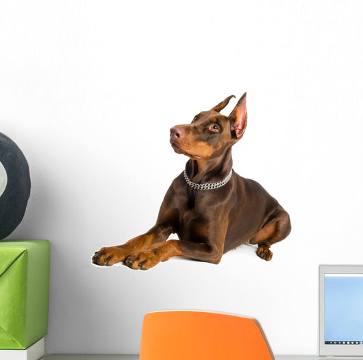 doberman isolated over white Wall Decal