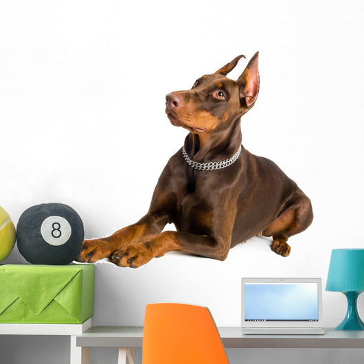 doberman isolated over white Wall Decal