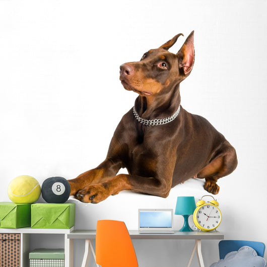 doberman isolated over white Wall Decal