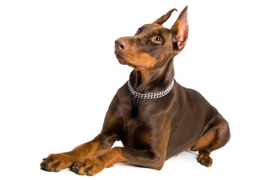 doberman isolated over white Wall Decal