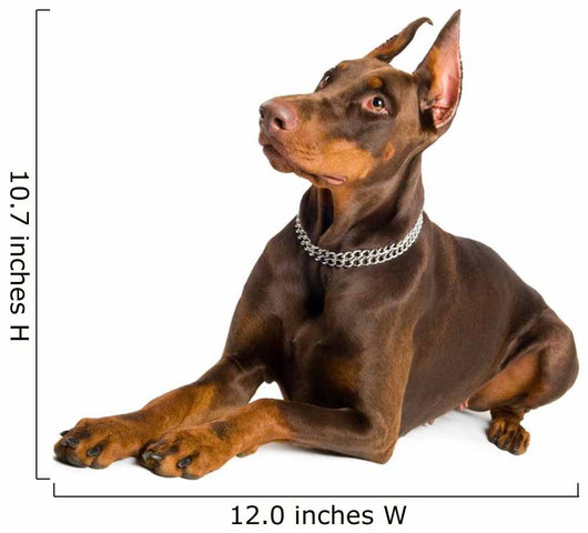 doberman isolated over white Wall Decal