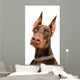 Doberman over White Wall Decal