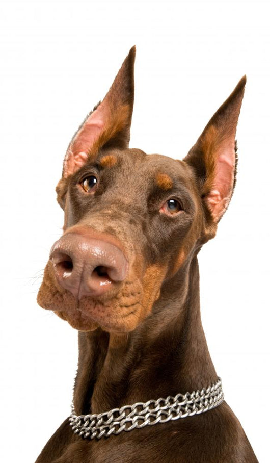 Doberman over White Wall Decal