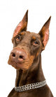 Doberman over White Wall Decal