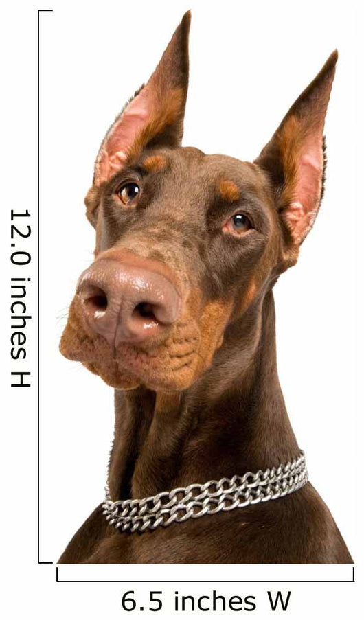 Doberman over White Wall Decal