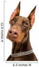 Doberman over White Wall Decal
