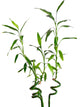 Lucky Bamboo Wall Decal