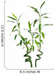 Lucky Bamboo Wall Decal