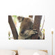 koala Wall Mural