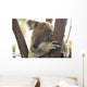 koala Wall Mural