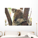 koala Wall Mural