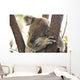 koala Wall Mural