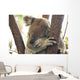koala Wall Mural