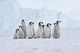 Emperor Penguin Wall Mural