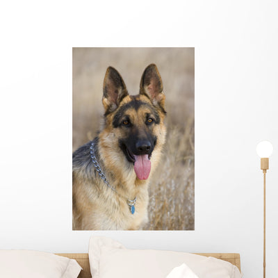 German Shepherd 2 Wall Mural shown on a wall