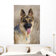 german shepherd 2 Wall Mural
