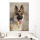 german shepherd 2 Wall Mural