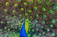 Blue Peacock Wall Decal